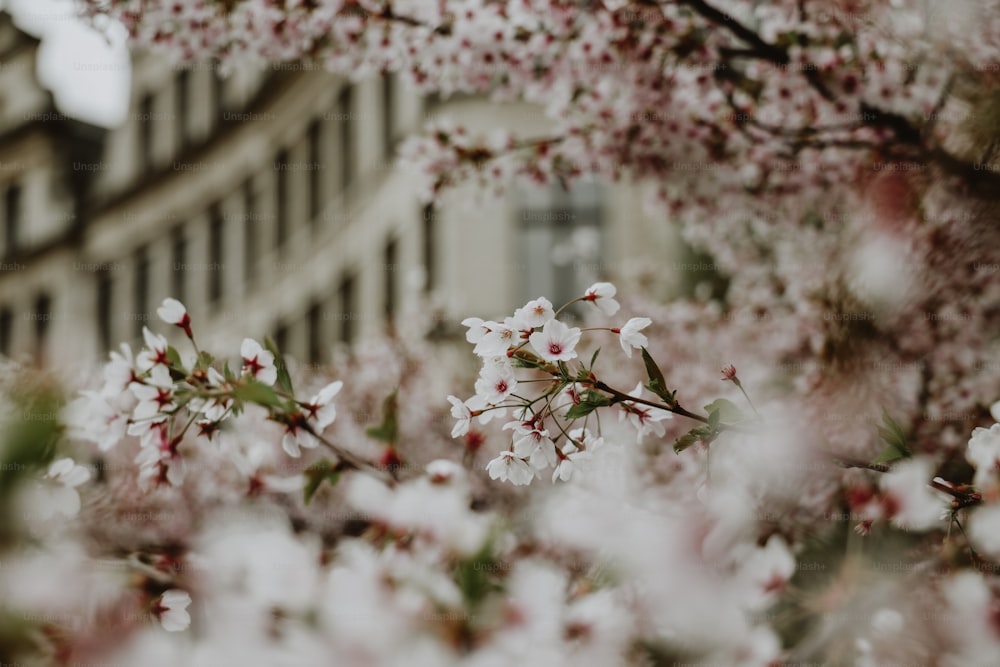 a tree filled with lots of white flowers