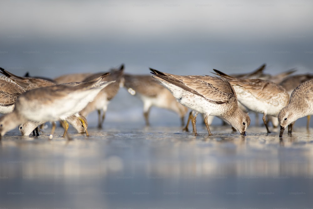 a group of birds that are standing in the sand