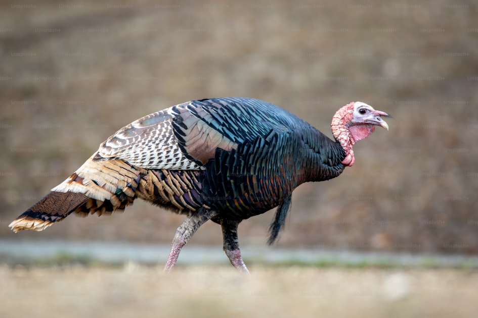Merriam's turkey tom strutting in a ponderosa pine forest in Arizona in spring