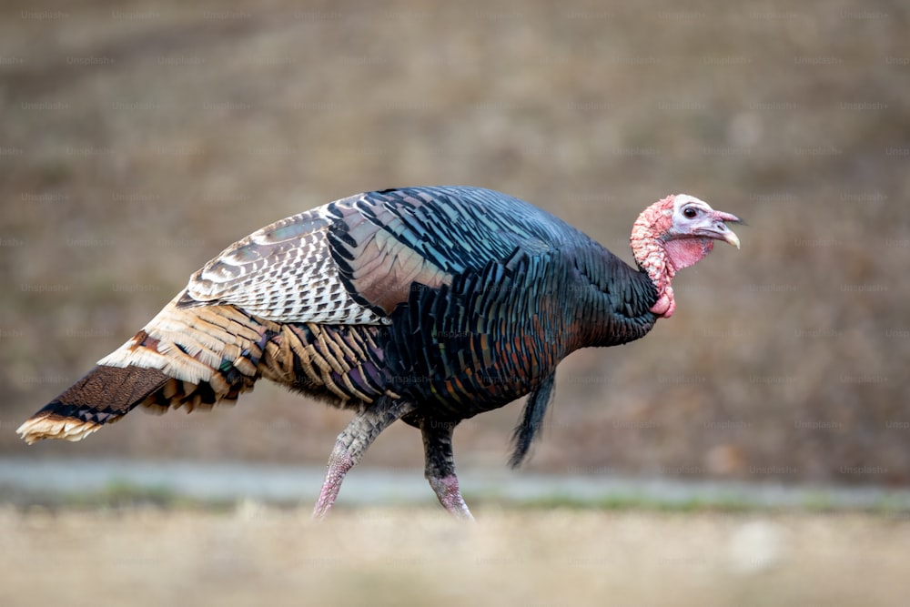 a close up of a turkey walking in a field