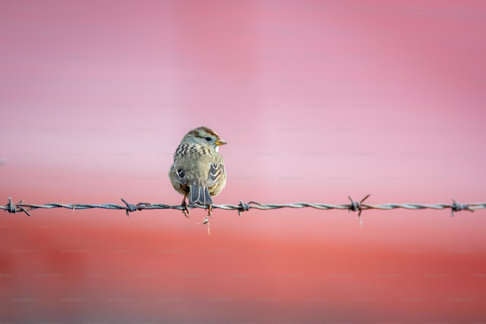 um pequeno pássaro sentado em cima de um arame farpado
