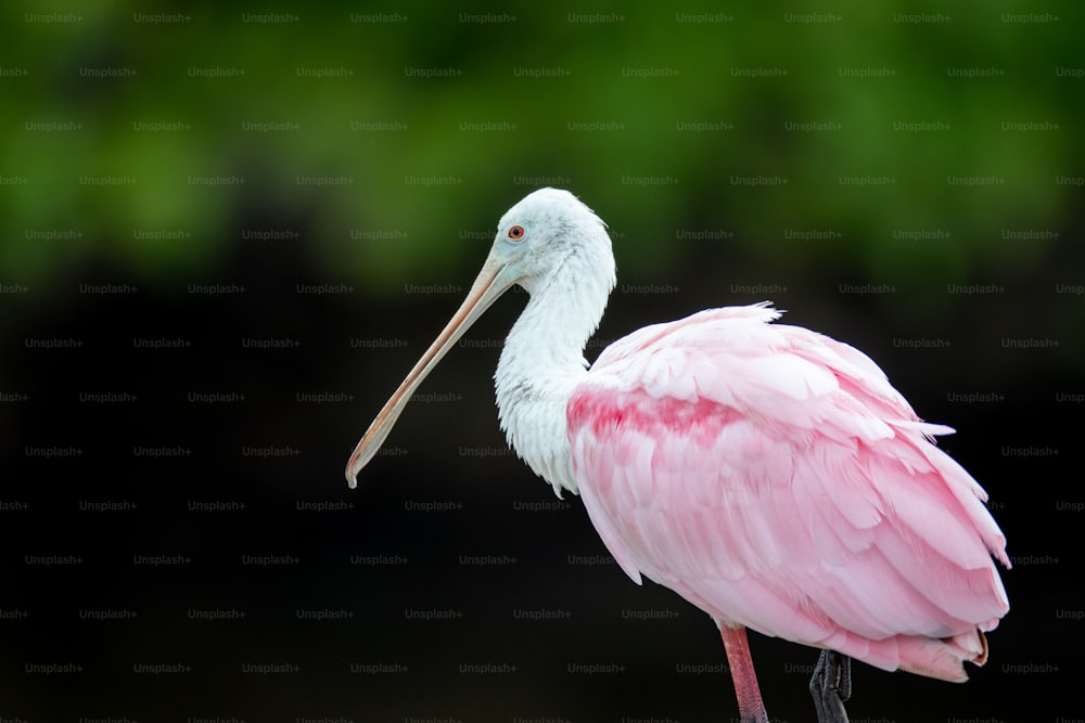 ein rosa-weißer Vogel mit einem langen Schnabel