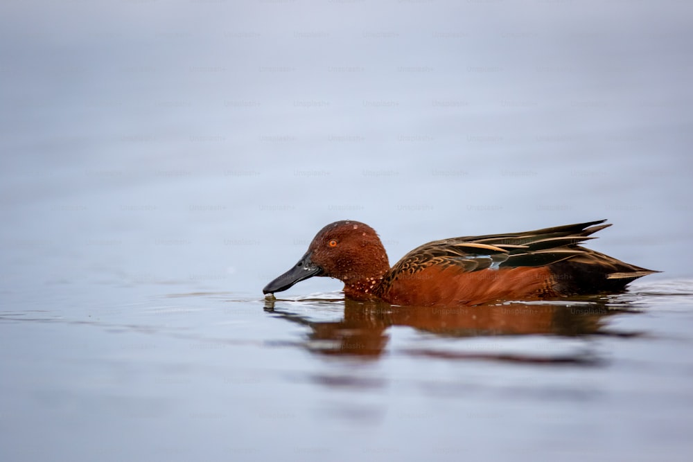 a brown and black duck floating on top of a body of water