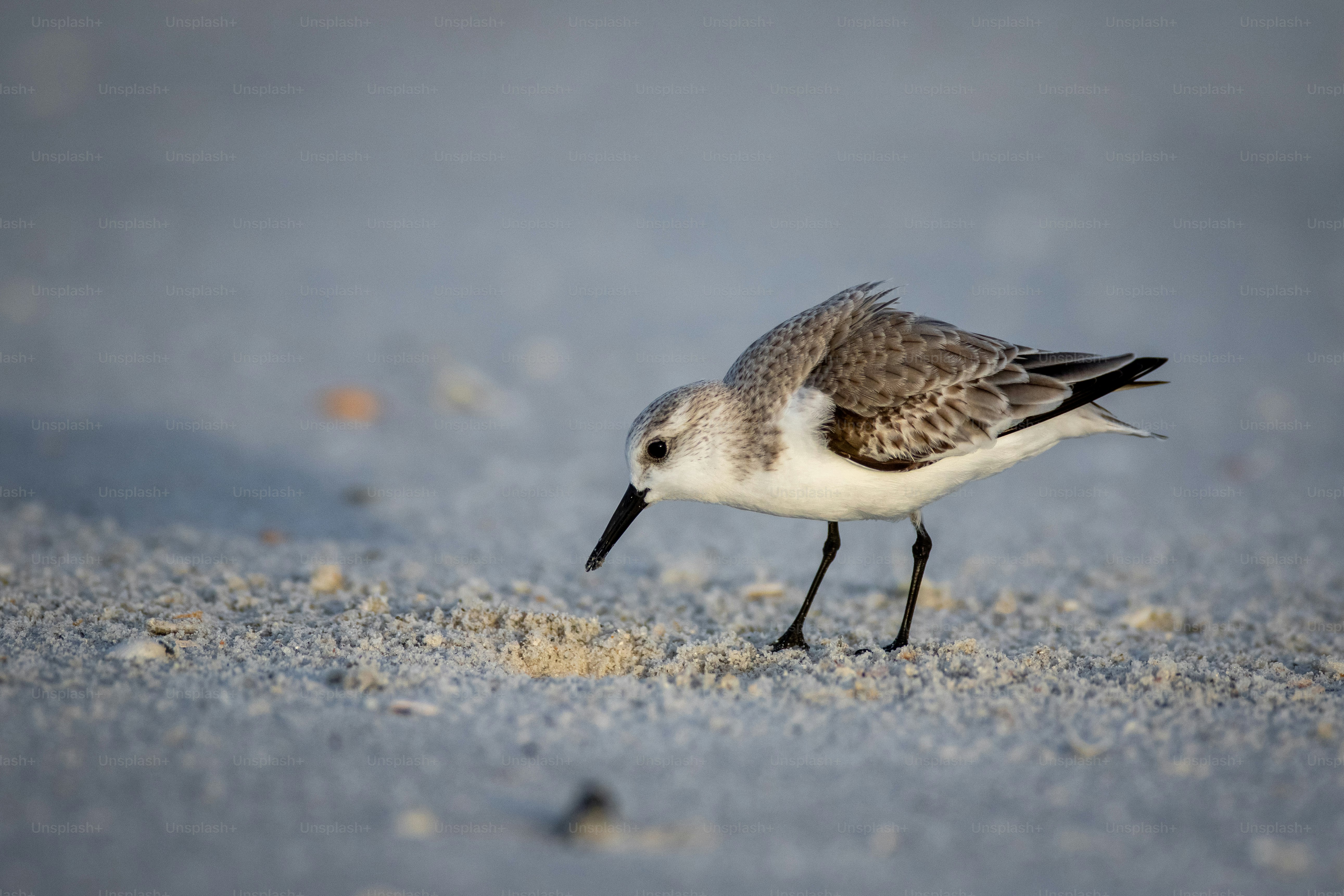 Un pequeño pájaro parado en la cima de una playa de arena