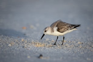 Un pequeño pájaro parado en la cima de una playa de arena