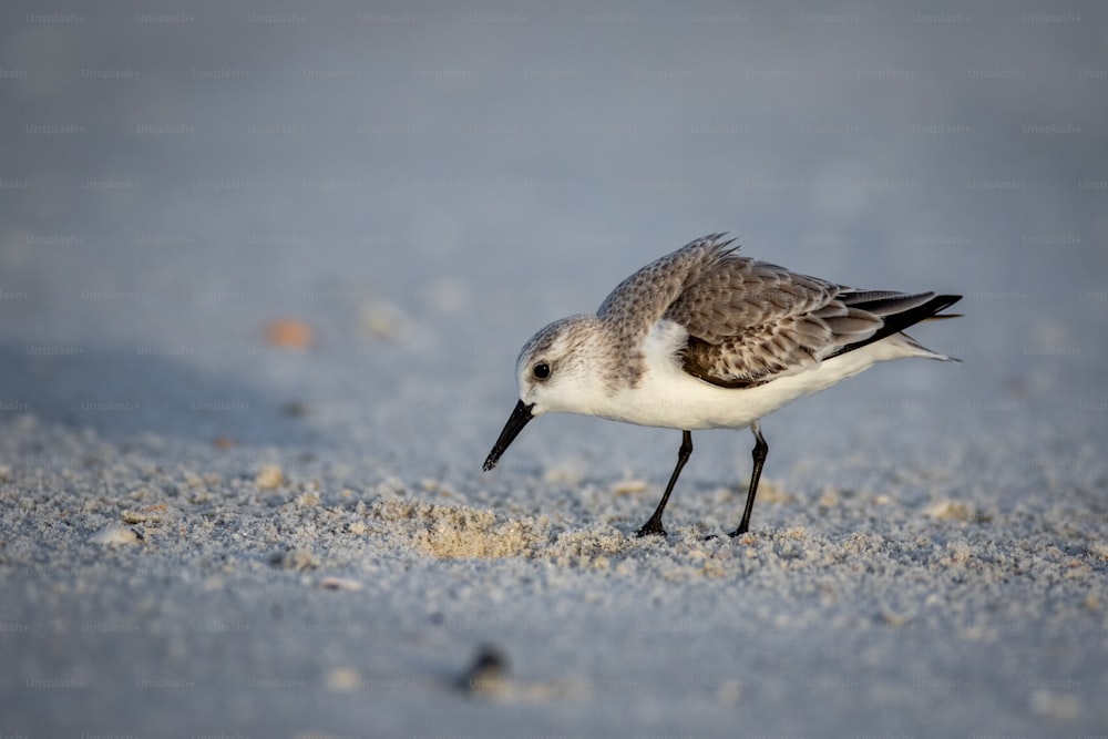 um pequeno pássaro em pé no topo de uma praia de areia