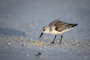 un petit oiseau debout au sommet d’une plage de sable