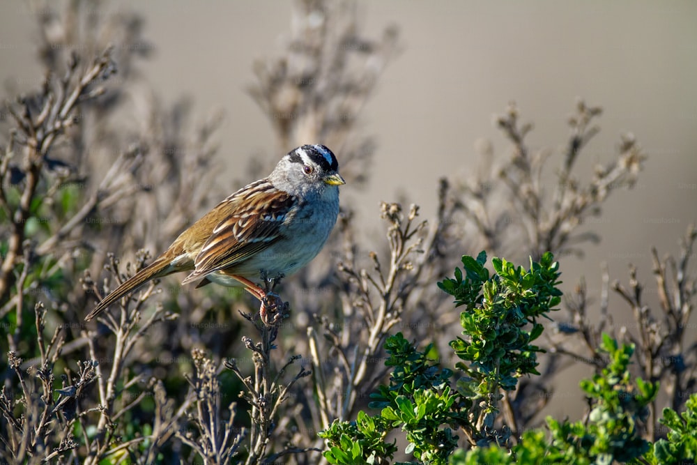 a small bird perched on top of a tree branch