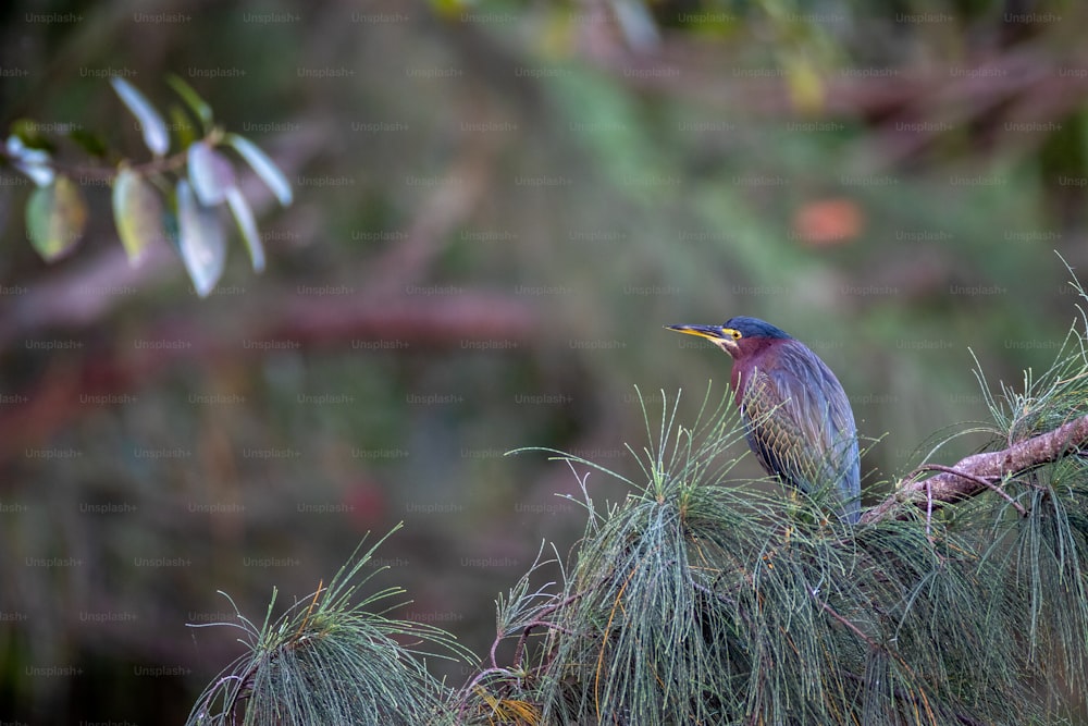 un oiseau perché sur une branche de pin