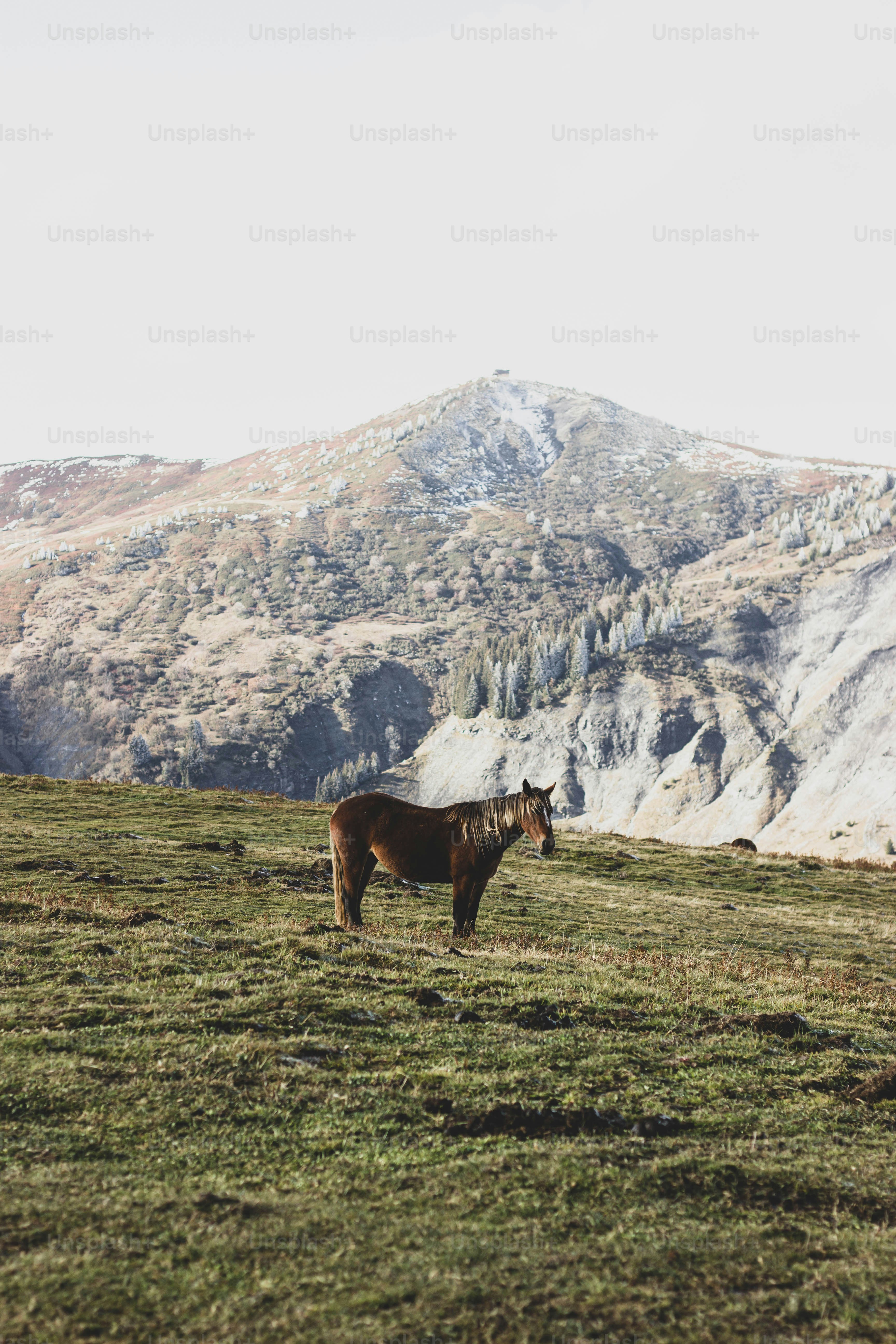um cavalo marrom em pé no topo de um campo verde exuberante