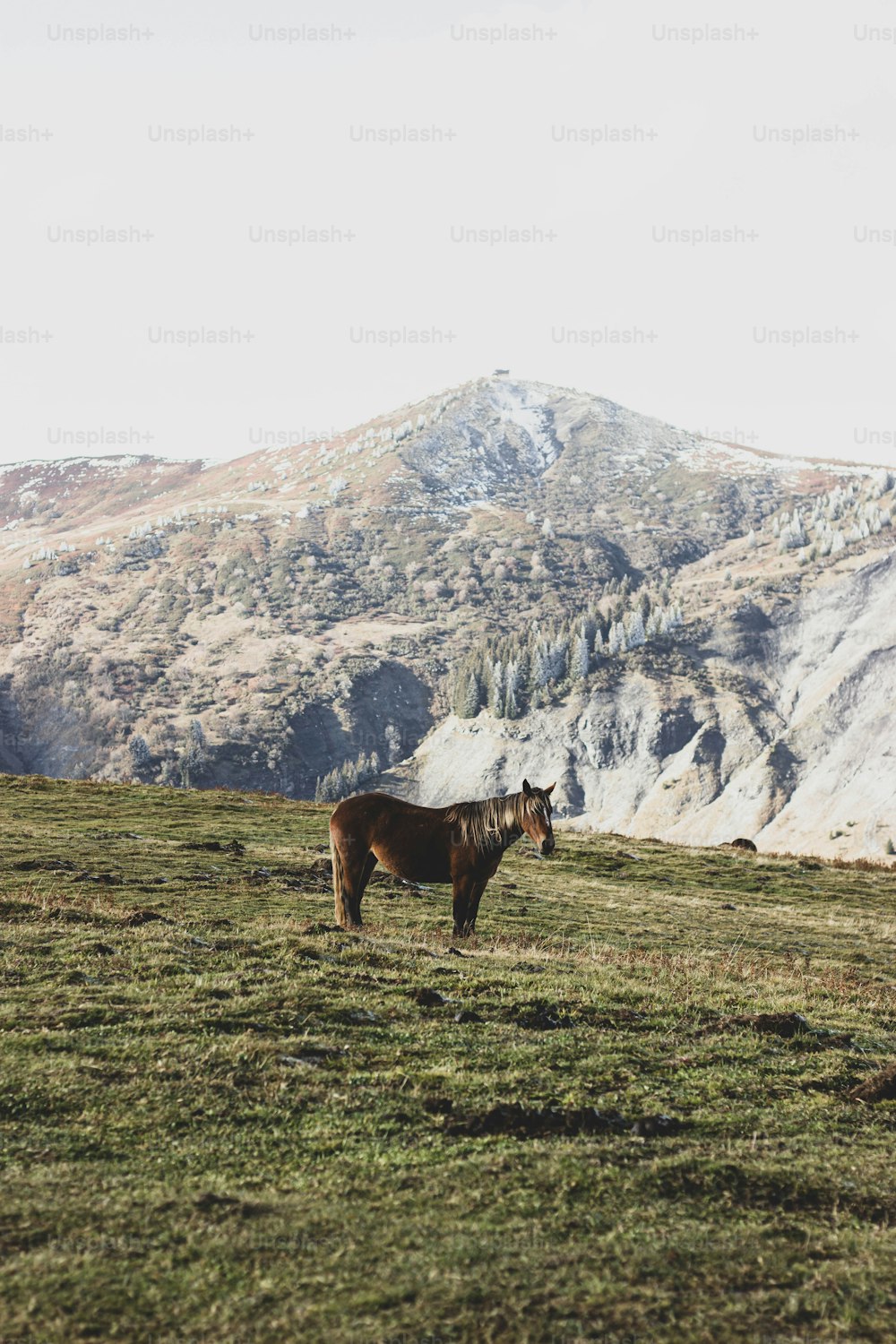Un caballo marrón parado en la cima de un exuberante campo verde