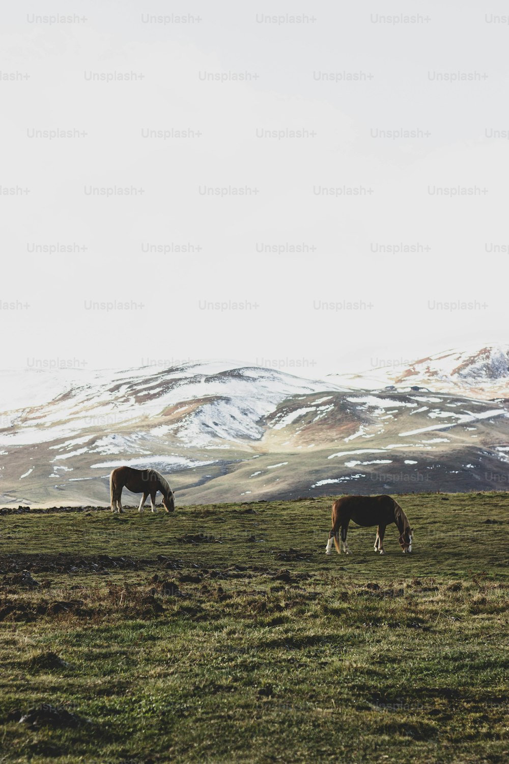 two horses grazing in a field with mountains in the background