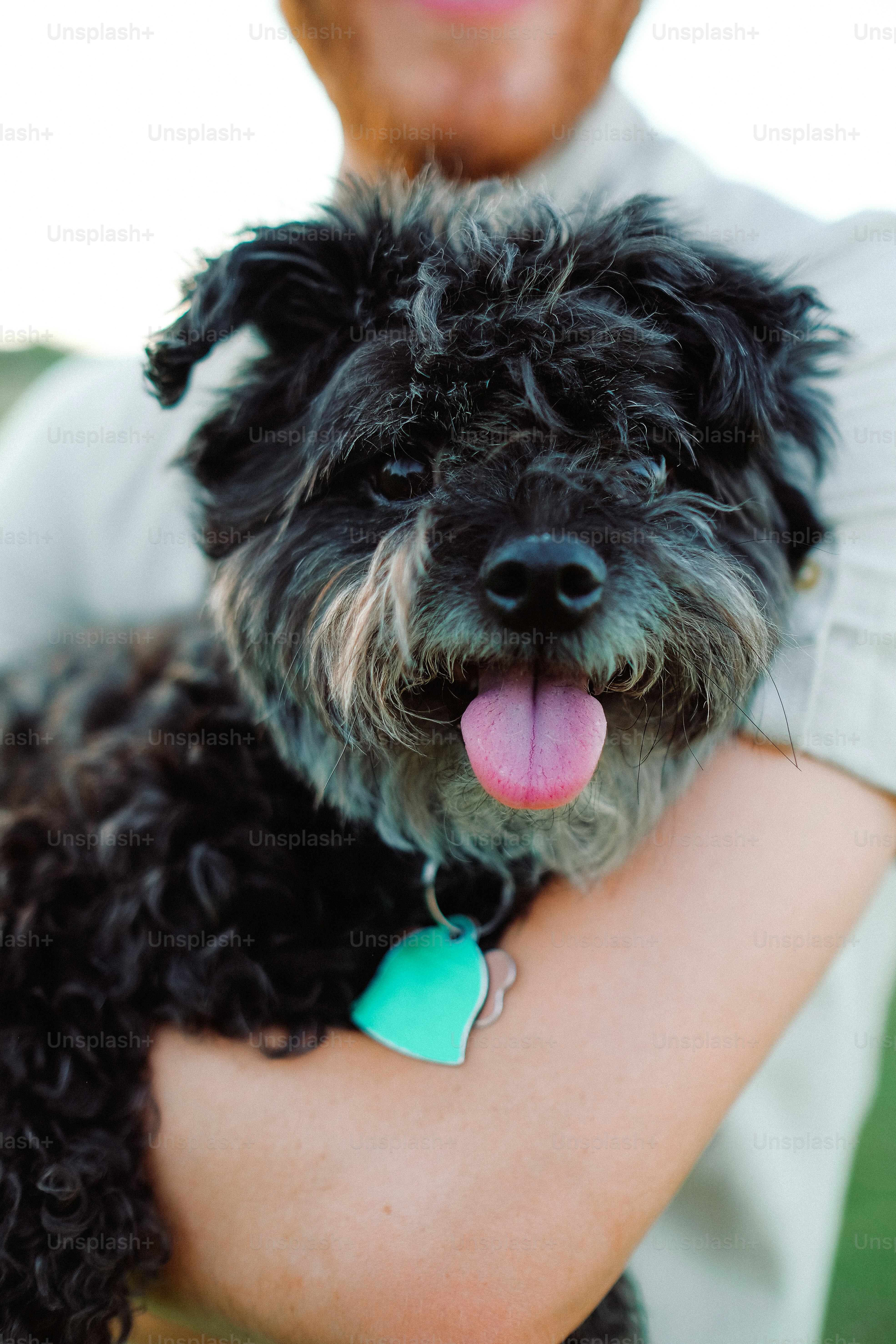 uma pessoa segurando um pequeno cão preto em seus braços