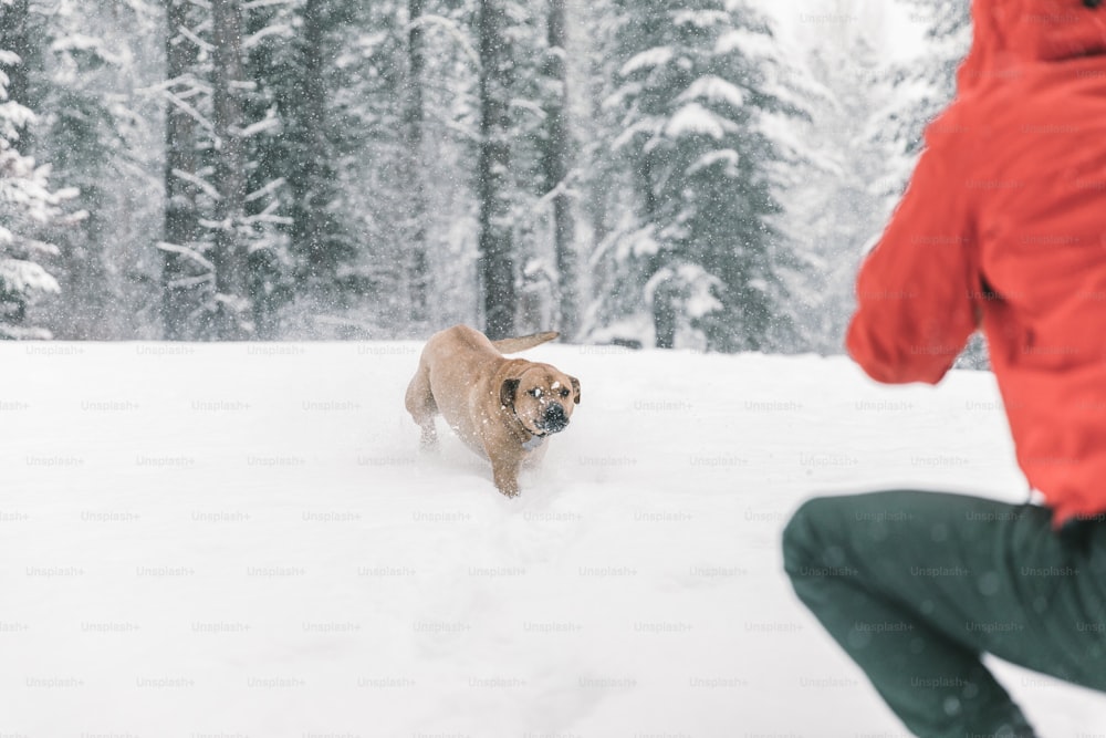a person in a red jacket and a dog in the snow