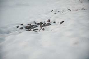 ein Haufen Felsen, die im Schnee liegen