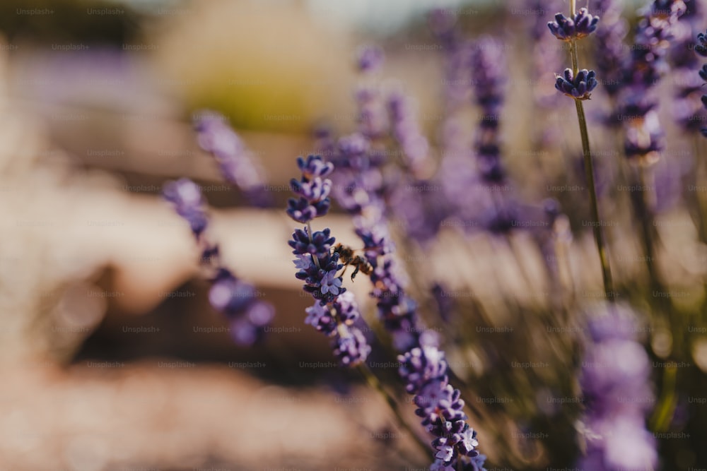 a close up of a bunch of lavender flowers