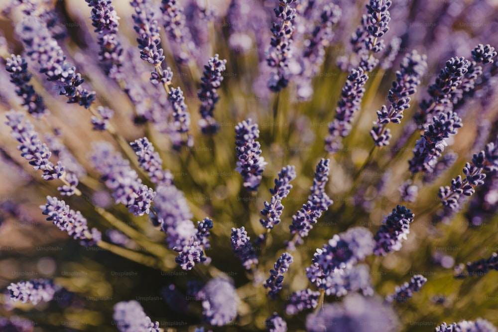 a close up of a bunch of lavender flowers