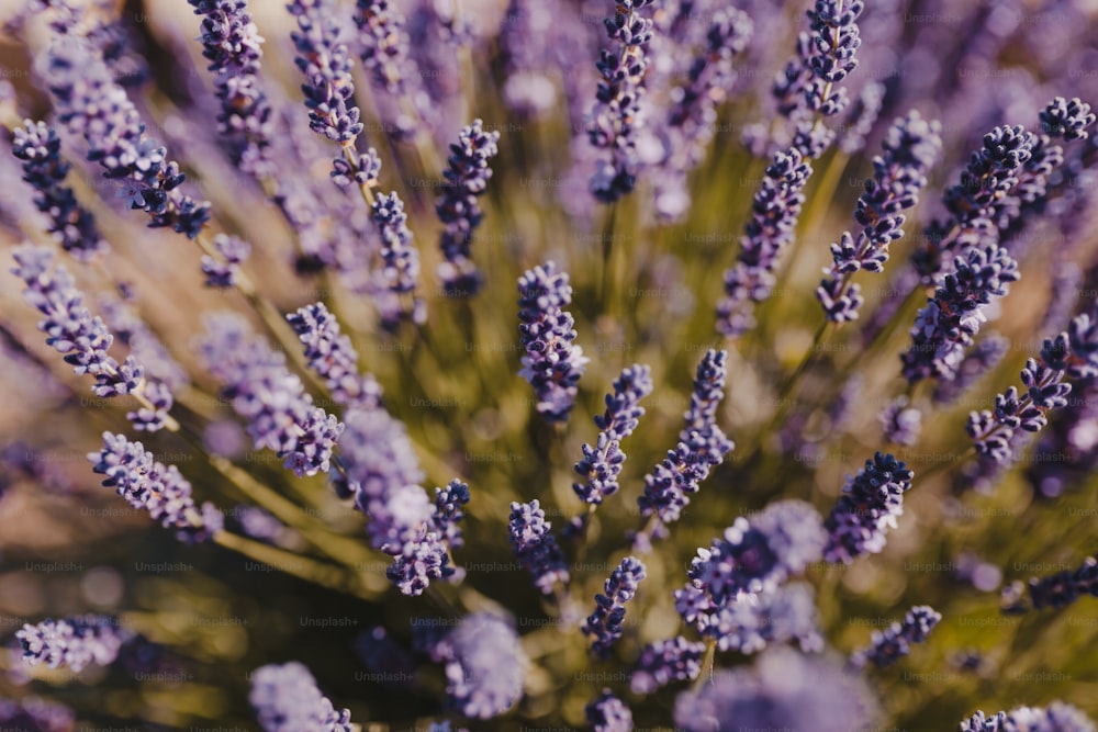 Un gros plan d’un bouquet de fleurs de lavande