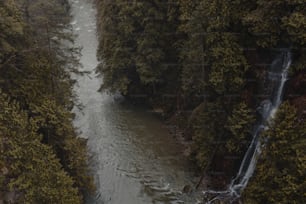 um rio que flui através de uma floresta verde exuberante