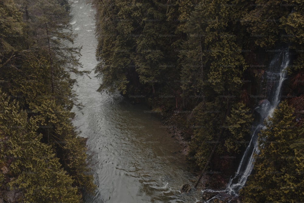 Un río que fluye a través de un exuberante bosque verde