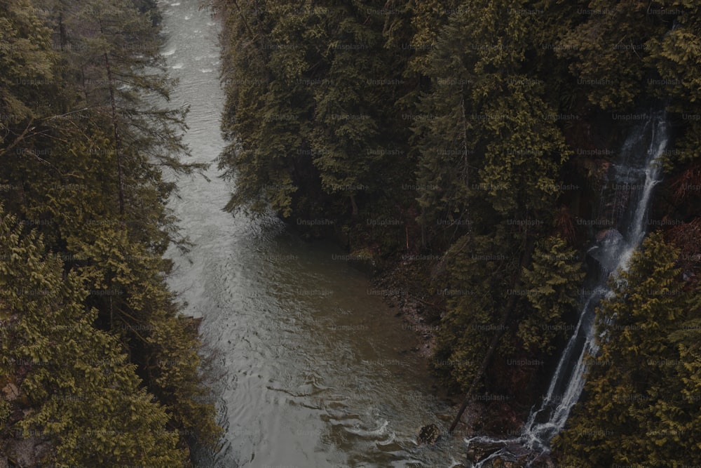 a river flowing through a lush green forest