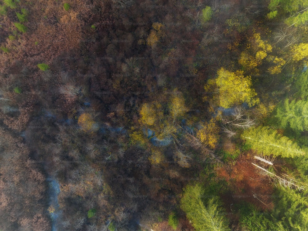 Eine Luftaufnahme eines Waldes mit vielen Bäumen