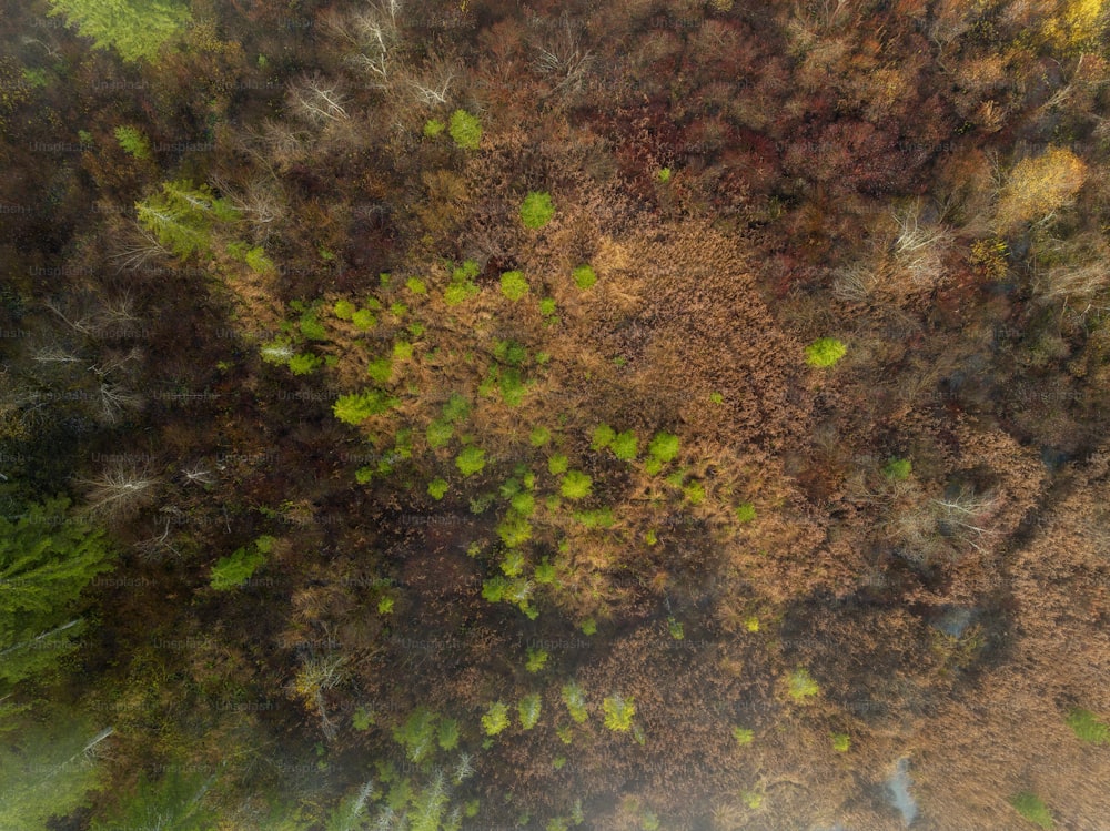 an aerial view of a forest with lots of trees