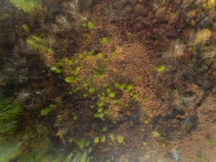 Una vista aérea de un bosque con muchos árboles