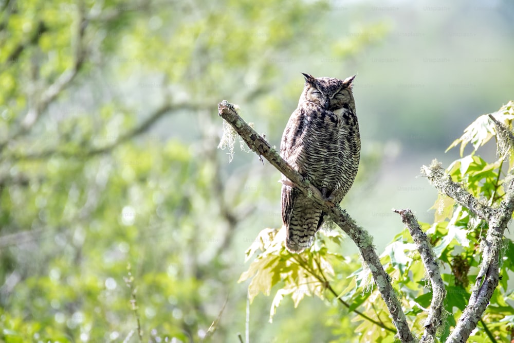 an owl is perched on a tree branch