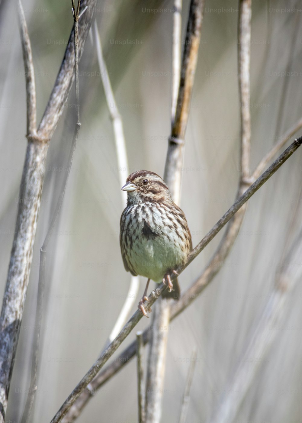 a small bird sitting on top of a tree branch