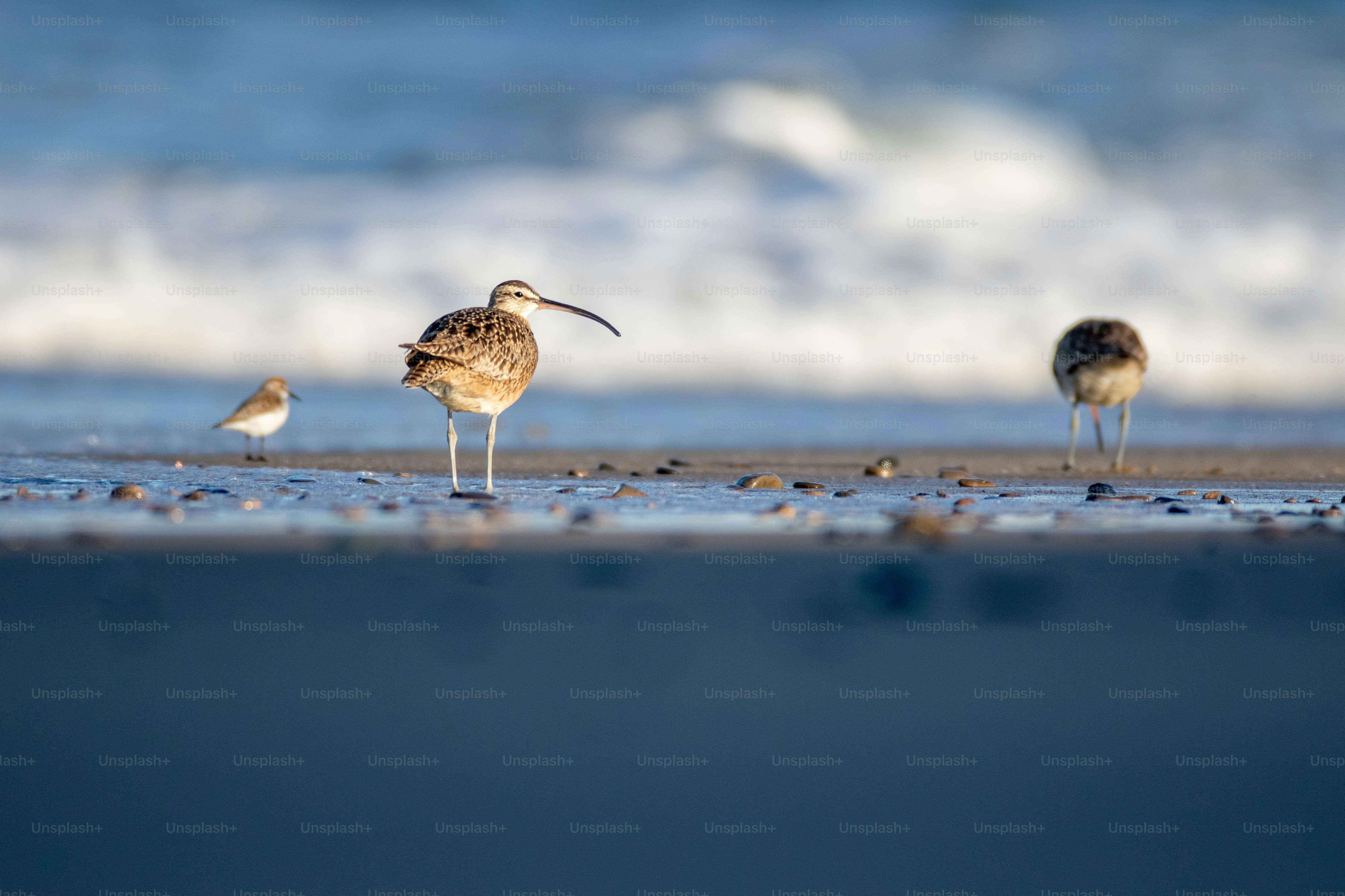 a couple of birds standing on top of a sandy beach
