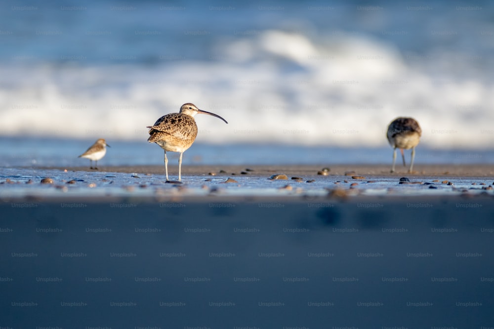 un paio di uccelli in piedi sulla cima di una spiaggia sabbiosa