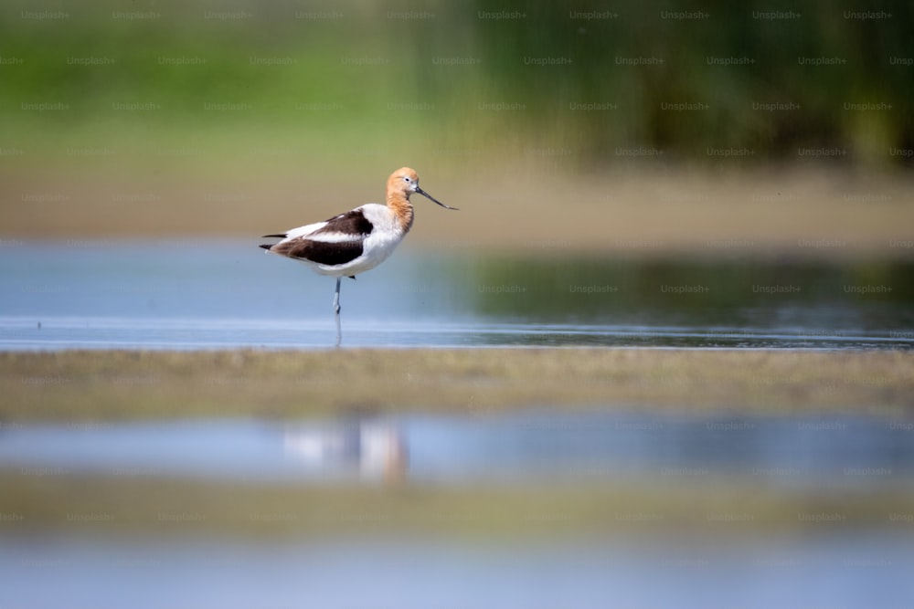 un piccolo uccello in piedi su una spiaggia accanto a uno specchio d'acqua