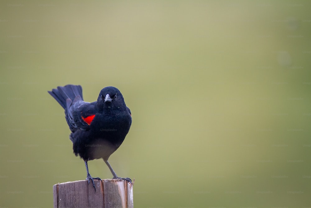 a small black bird with a red heart on its chest