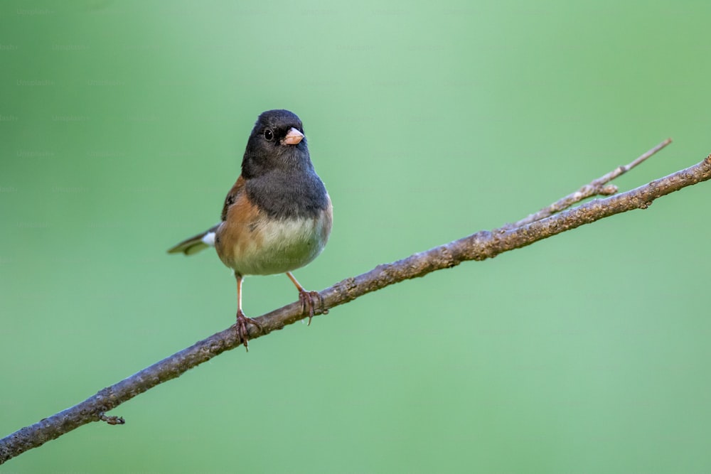 a small bird is perched on a branch