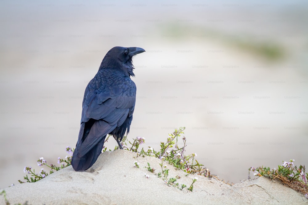 um pássaro preto sentado no topo de uma colina arenosa