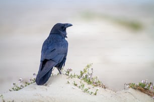 a black bird sitting on top of a sandy hill