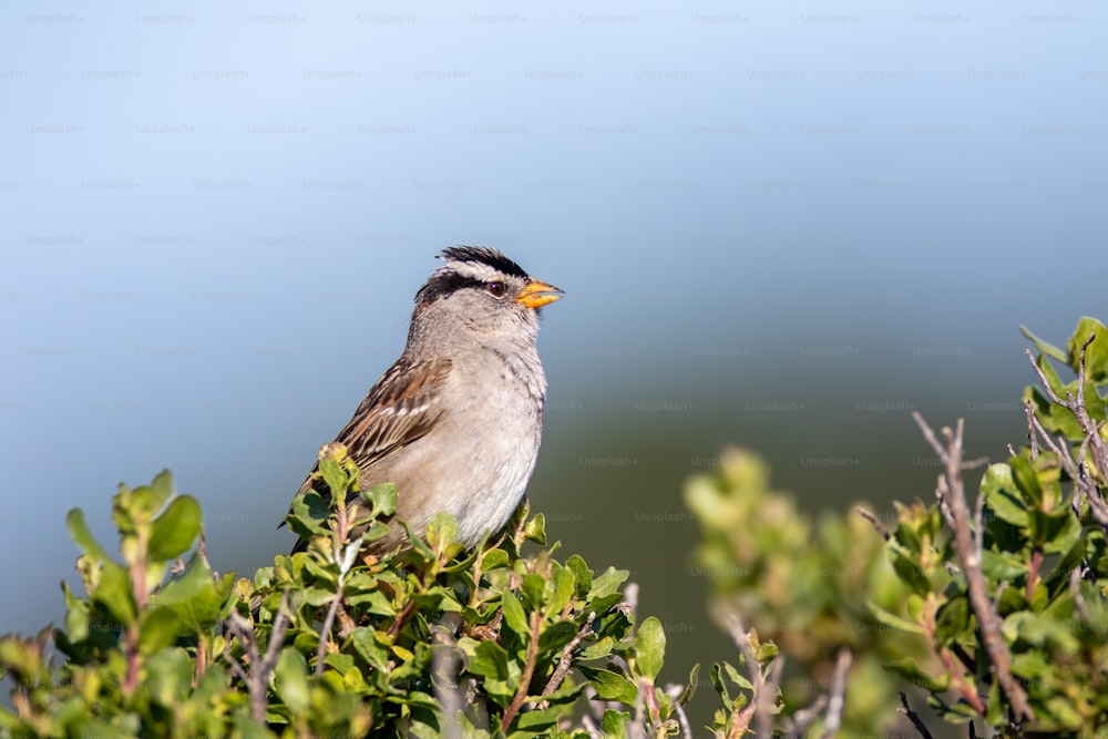 a small bird perched on top of a tree