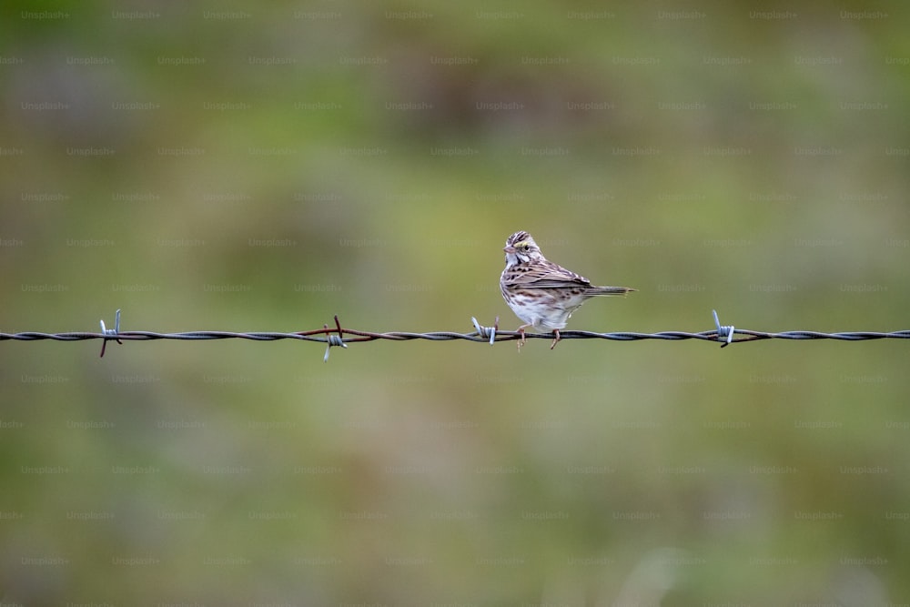 un petit oiseau assis sur un fil barbelé