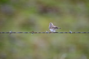 a small bird sitting on top of a barbed wire