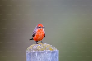 un piccolo uccello seduto sulla cima di un pilastro di cemento