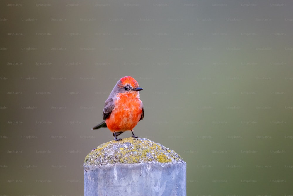 a small bird sitting on top of a cement pillar