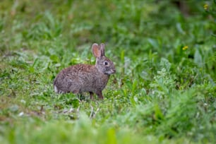 Ein Kaninchen steht im Gras und schaut in die Kamera