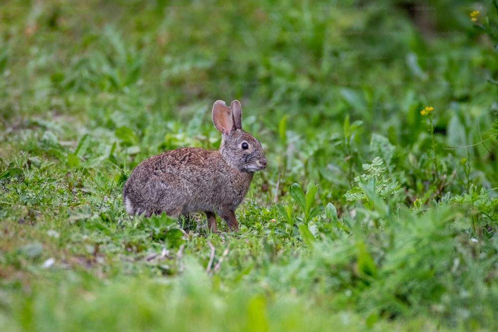 Ein Kaninchen steht im Gras und schaut in die Kamera