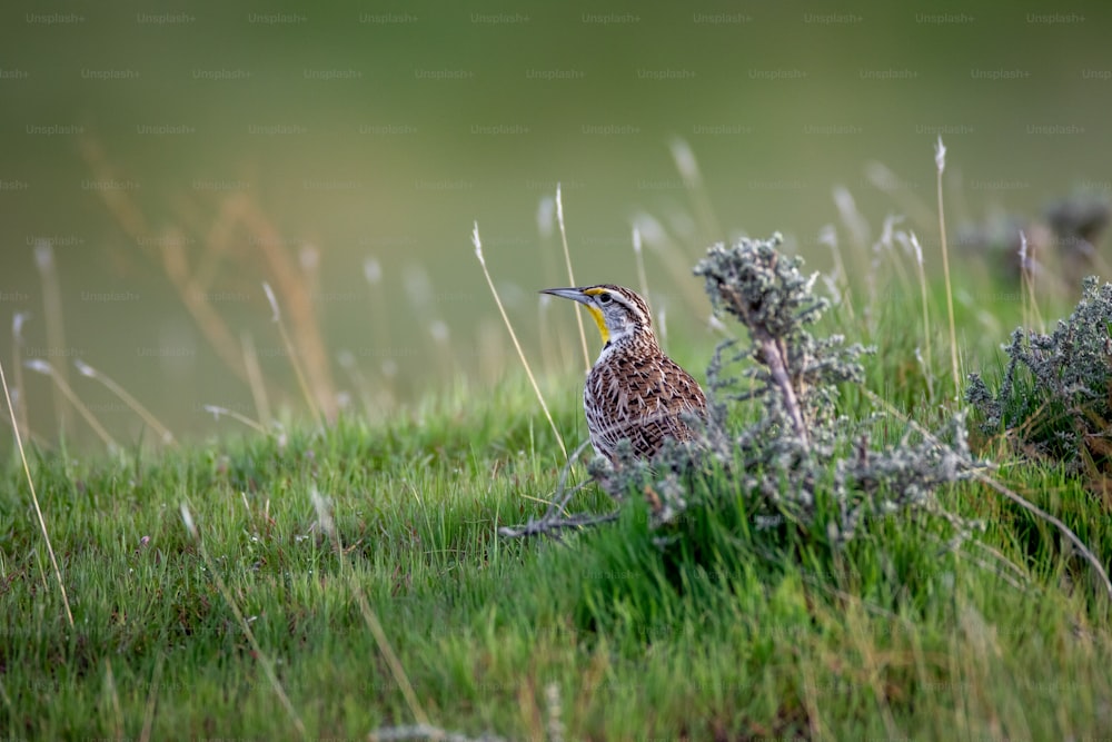 Ein kleiner Vogel steht im Gras