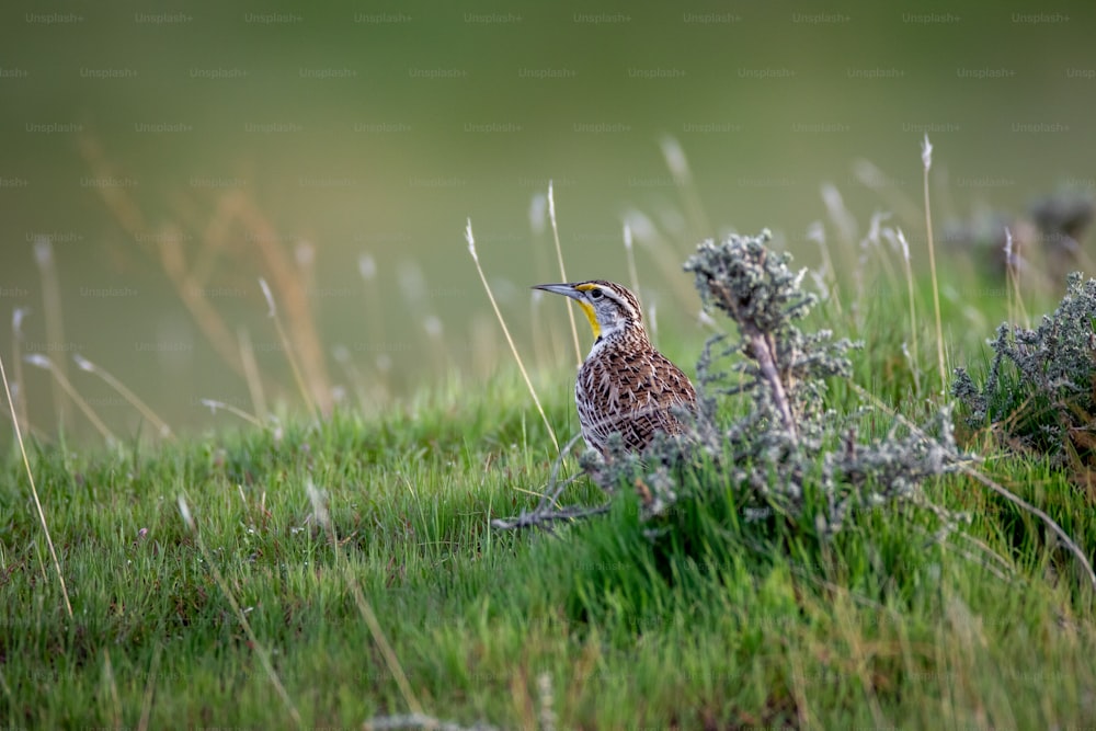 a small bird is standing in the grass