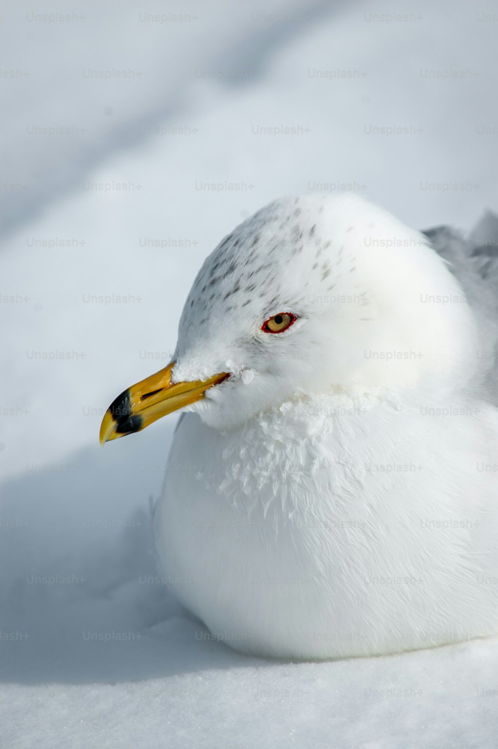 a close up of a bird in the snow