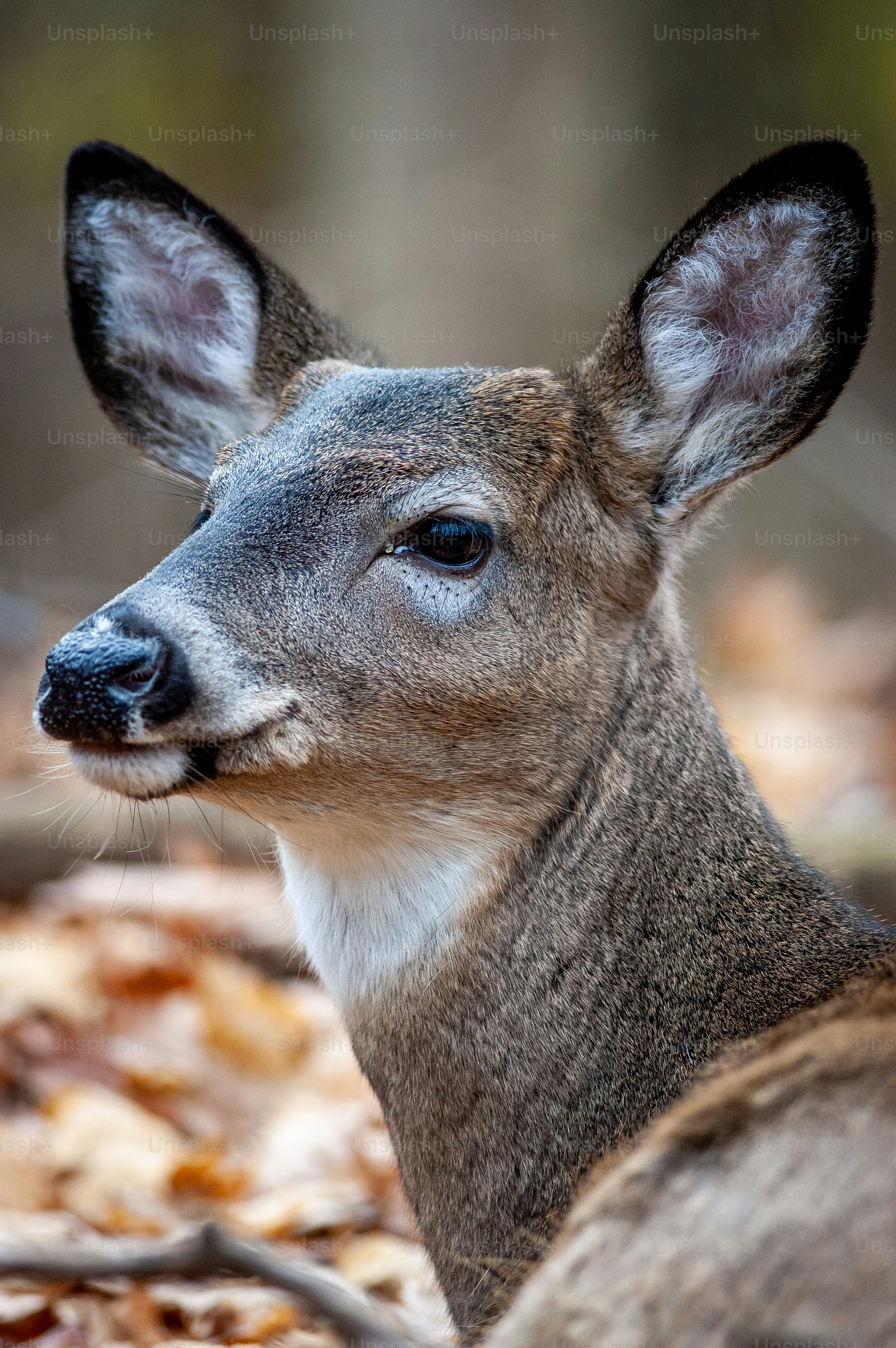 a close up of a deer laying on the ground