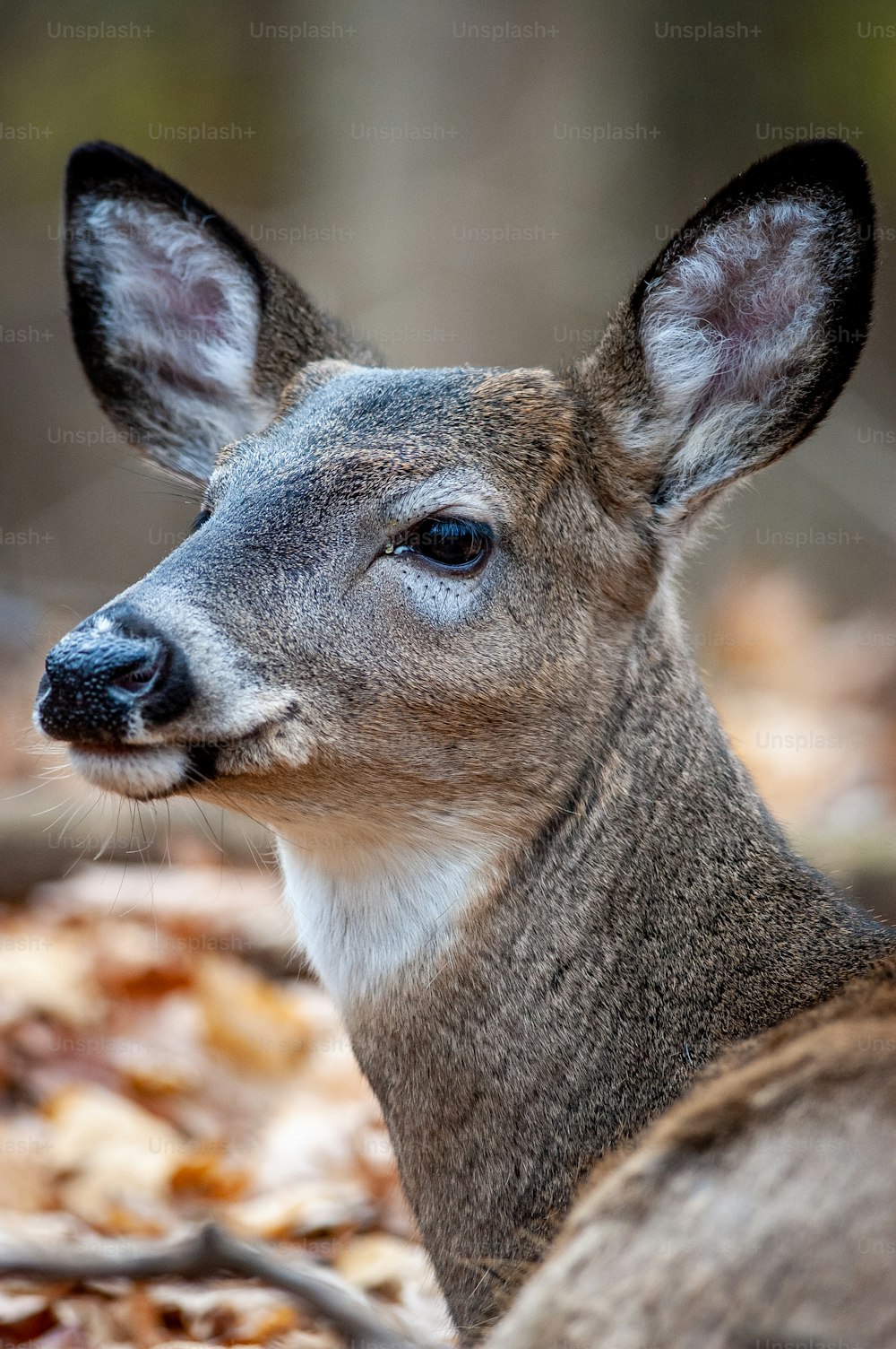 a close up of a deer laying on the ground