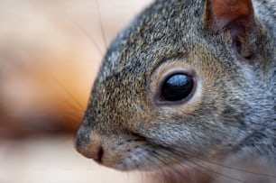 Gros plan du visage d’un écureuil avec un arrière-plan flou